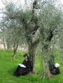 /album/galleria-foto-vangelo-della-domenica/sor-jpg/